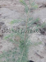 CEDRUS DEODARA (Himalaya sediri) BİTKİSİ - 1