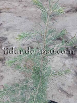 CEDRUS DEODARA (Himalaya sediri) BİTKİSİ - 