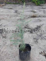 CEDRUS DEODARA (Himalaya sediri) BİTKİSİ - 2