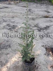 CEDRUS LİBANİ (Toros,lübnan sediri) - 1