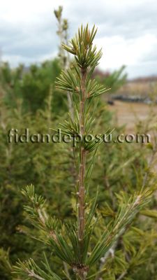 CEDRUS LİBANİ (Toros,lübnan sediri) - 