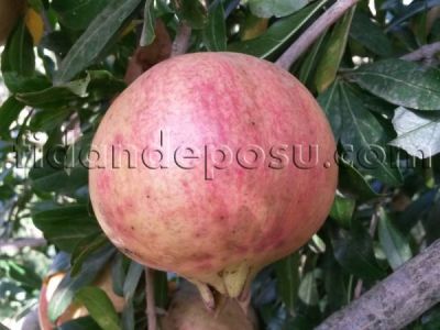 ÇEKİRDEKSİZ NAR FİDANI - 