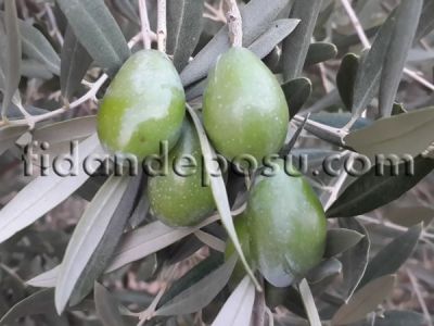 ÇEKİŞTE ZEYTİN FİDANI - 