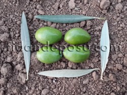 ÇEKİŞTE ZEYTİN FİDANI - 2