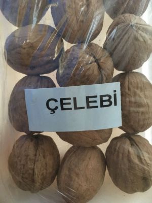 ÇELEBİ CEVİZ FİDANI - 