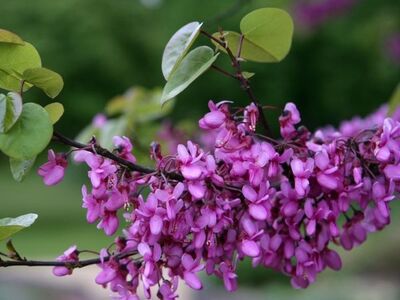 CERCIS SILIQUASTRUM (Erguvan)BİTKİSİ - 