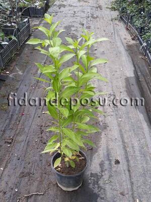 CESTRUM NOCTURNUM (Parfüm çiçeği) BİTKİSİ - 