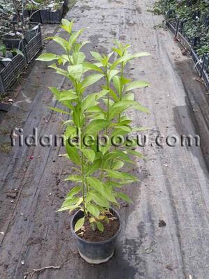  - CESTRUM NOCTURNUM (Parfüm çiçeği) BİTKİSİ