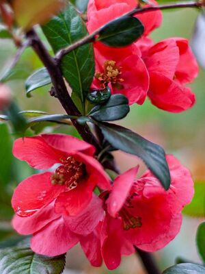 CHAENOMELES (CYDONIA) JAPONICA(Bahardalı) BİTKİSİ - 