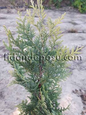 CHAMAECYPARIS LAWSONIANA 'COLUMNARIS AUREA' (Altuni Lawson yalancı servisi) BİTKİSİ - 