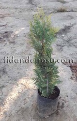 CHAMAECYPARIS LAWSONIANA 'COLUMNARIS AUREA' (Altuni Lawson yalancı servisi) BİTKİSİ - 2