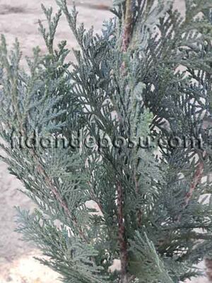 CHAMAECYPARIS LAWSONIANA COLUMNARIS GLAUCA (Lawson yalancı servisi) BİTKİSİ - 