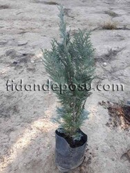 CHAMAECYPARIS LAWSONIANA COLUMNARIS GLAUCA (Lawson yalancı servisi) BİTKİSİ - Thumbnail