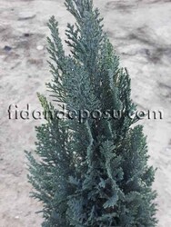 CHAMAECYPARIS LAWSONIANA 'ELLWOODII'(Elvodi yalancı servisi) BİTKİSİ - Thumbnail