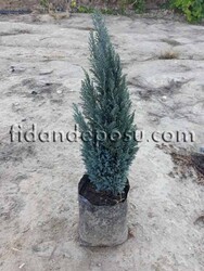CHAMAECYPARIS LAWSONIANA 'ELLWOODII'(Elvodi yalancı servisi) BİTKİSİ - 2