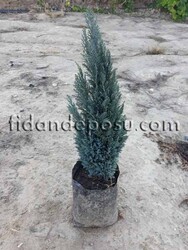 CHAMAECYPARIS LAWSONIANA 'ELLWOODII'(Elvodi yalancı servisi) BİTKİSİ - Thumbnail