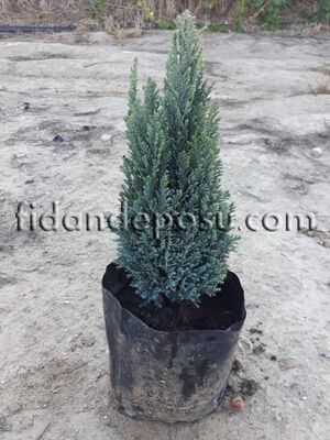CHAMAECYPARIS LAWSONIANA 'ELLWOOD'S GOLD'(Altuni Elvodi yalancı servisi) BİTKİSİ - 