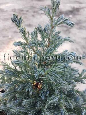 CHAMAECYPARIS PISIFERA BOULEVARD(Sawara yalancı servisi) BİTKİSİ - 