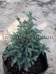 CHAMAECYPARIS PISIFERA BOULEVARD(Sawara yalancı servisi) BİTKİSİ - 2