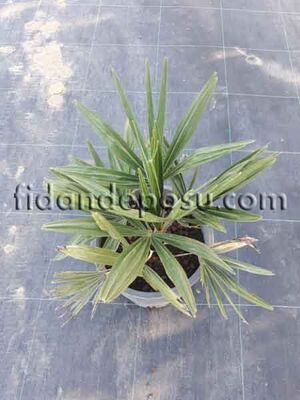 CHAMAROPS HUMİLİS (Bodur palmiye) BİTKİSİ - 