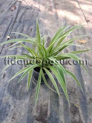 CHLOROPHYTUM COMOSUM VARIEGATUM(Kurdela çiçeği) BİTKİSİ - 1