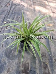 CHLOROPHYTUM COMOSUM VARIEGATUM(Kurdela çiçeği) BİTKİSİ - Thumbnail