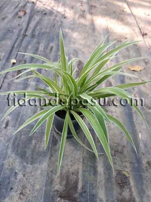 CHLOROPHYTUM COMOSUM VARIEGATUM(Kurdela çiçeği) BİTKİSİ - 