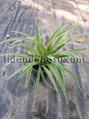  - CHLOROPHYTUM COMOSUM VARIEGATUM(Kurdela çiçeği) BİTKİSİ