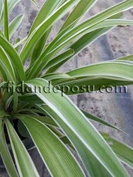 CHLOROPHYTUM COMOSUM VARIEGATUM(Kurdela çiçeği) BİTKİSİ - 2