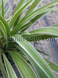 CHLOROPHYTUM COMOSUM VARIEGATUM(Kurdela çiçeği) BİTKİSİ - Thumbnail