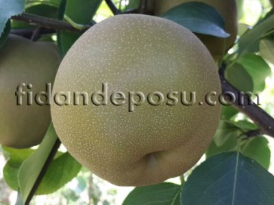 CHO JURİ ASYA ARMUT (NASHİ) FİDANI - 