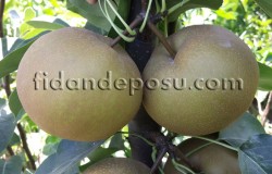 CHO JURİ ASYA ARMUT (NASHİ) FİDANI - 2