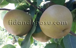 CHO JURİ ASYA ARMUT (NASHİ) FİDANI - 3