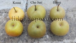 CHO JURİ ASYA ARMUT (NASHİ) FİDANI - 4