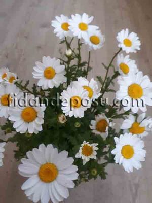 CHRYSANTHEMUM PALUDOSUM (Beyaz Papatya)BİTKİSİ - 