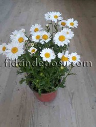 CHRYSANTHEMUM PALUDOSUM (Beyaz Papatya)BİTKİSİ - 2