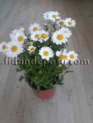 CHRYSANTHEMUM PALUDOSUM (Beyaz Papatya)BİTKİSİ - Thumbnail