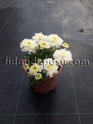 CHRYSANTHEMUM SP.(Krizantem,Kasımpatı) BİTKİSİ - Thumbnail