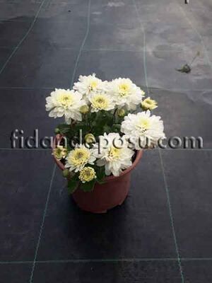 CHRYSANTHEMUM SP.(Krizantem,Kasımpatı) BİTKİSİ - 