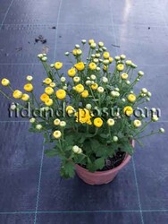 CHRYSANTHEMUM SP.(Krizantem,Kasımpatı) BİTKİSİ - 4