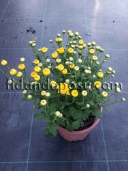 CHRYSANTHEMUM SP.(Krizantem,Kasımpatı) BİTKİSİ - Thumbnail