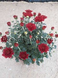 CHRYSANTHEMUM SP.(Krizantem,Kasımpatı) BİTKİSİ - Thumbnail