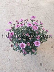 CHRYSANTHEMUM SP.(Krizantem,Kasımpatı) BİTKİSİ - Thumbnail