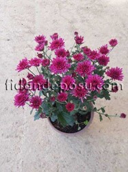 CHRYSANTHEMUM SP.(Krizantem,Kasımpatı) BİTKİSİ - Thumbnail