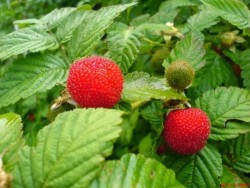ÇİLEK AHUDUDU (Rubus Rosifolius) FİDANI - Thumbnail