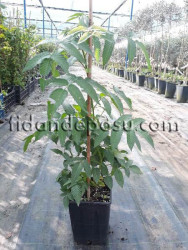 ÇİLEK AHUDUDU (Rubus Rosifolius) FİDANI - 2