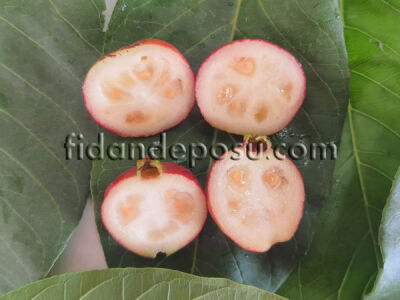 ÇİLEK GUAVA FİDANI - 