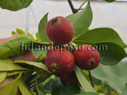 ÇİLEK GUAVA FİDANI - 2