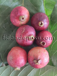 ÇİLEK GUAVA FİDANI - 3