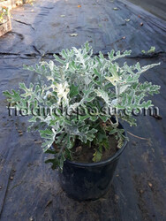  - CINERARIA MARITIMA(Bahçe külü) BİTKİSİ